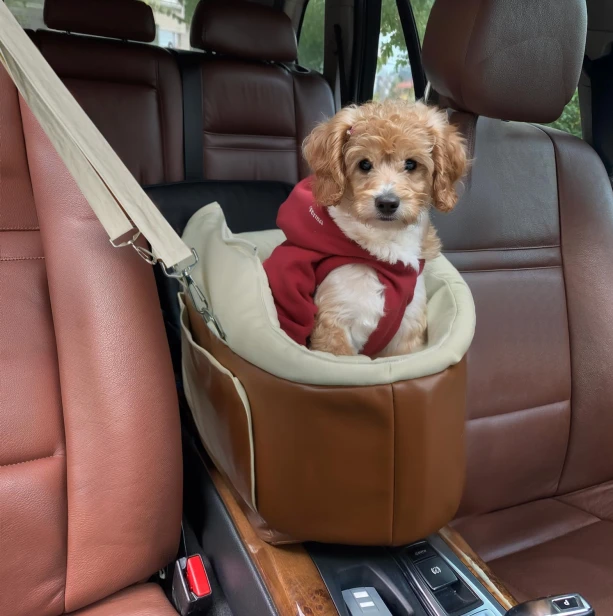 Safe Dog Auto Seat – Luxus-Transportbox für Welpen und kleine Hunderassen mit Armlehne.