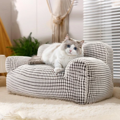 Eine wunderschöne Ragdoll-Katze liegt bequem auf einem luxuriösen Sofa, einer Mini-Sofa-förmigen Haustierliege mit modernem Design, die in einem hellen, stilvollen Interieur platziert ist.
