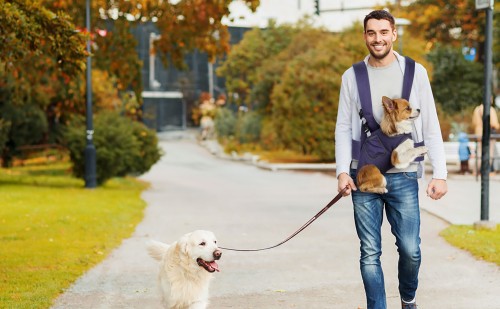 Ein Mann führt zwei Hunde spazieren, einen an der Leine, den anderen in einer liegenden Transportbox.